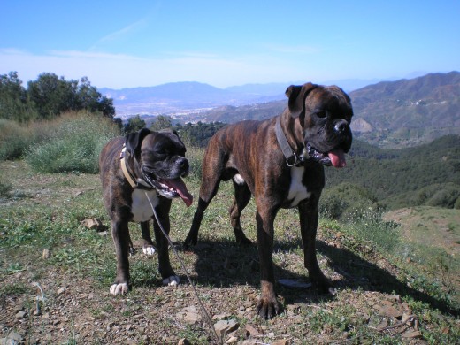 Danka y Tito Danka y Tito